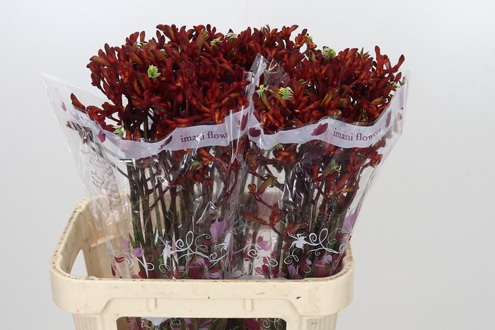 <h4>Anigozanthos Early Spring</h4>