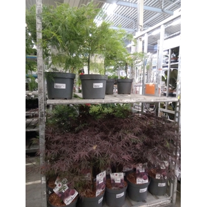 Acer   ...