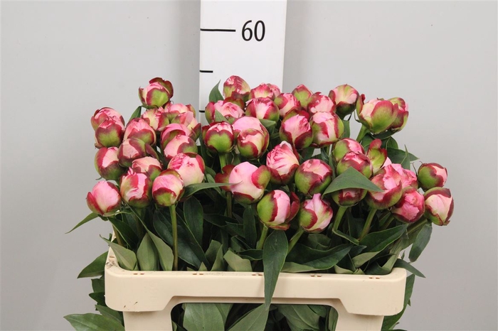<h4>Paeo Gardenia</h4>