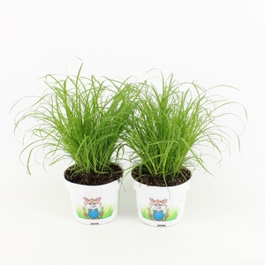 Cyperus Zumula