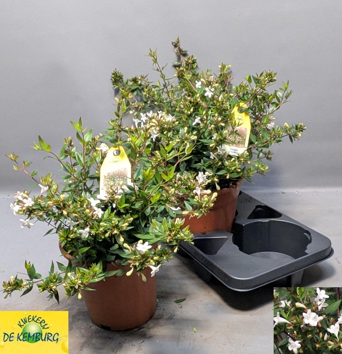 <h4>ABEL GRANDIFLORA</h4>