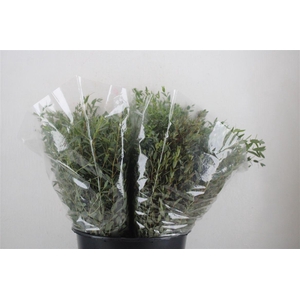 Euca Parvifolia Short 150gr P Bunch