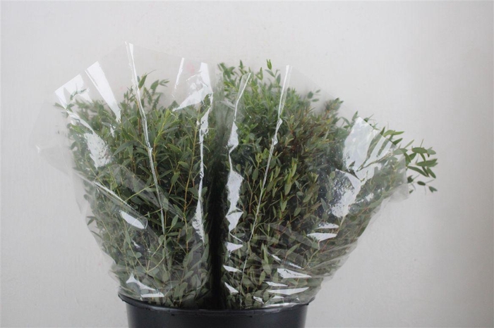 <h4>Euca Parvifolia Short 150gr P Bunch</h4>