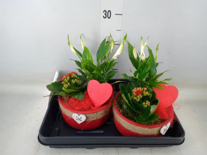 <h4>Arr.    Planten  L%</h4>