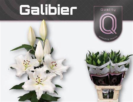 <h4>Li Ot Galibier 5+</h4>