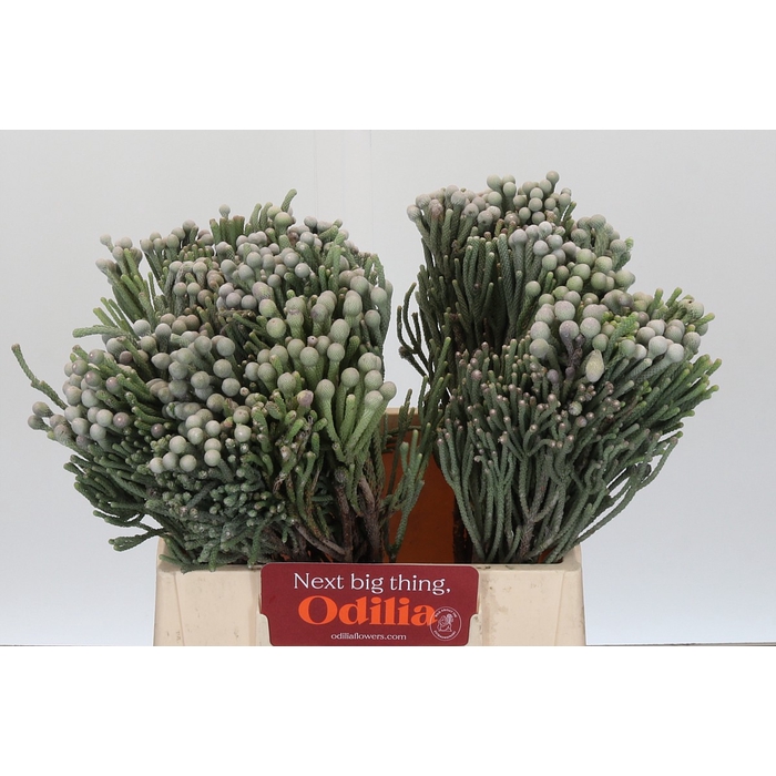 <h4>Kaaps Groen Silver Brunia</h4>