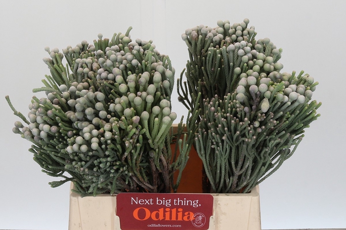 <h4>Kaaps Groen Silver Brunia</h4>