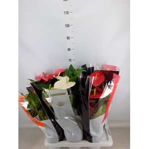Anthurium   ...mix