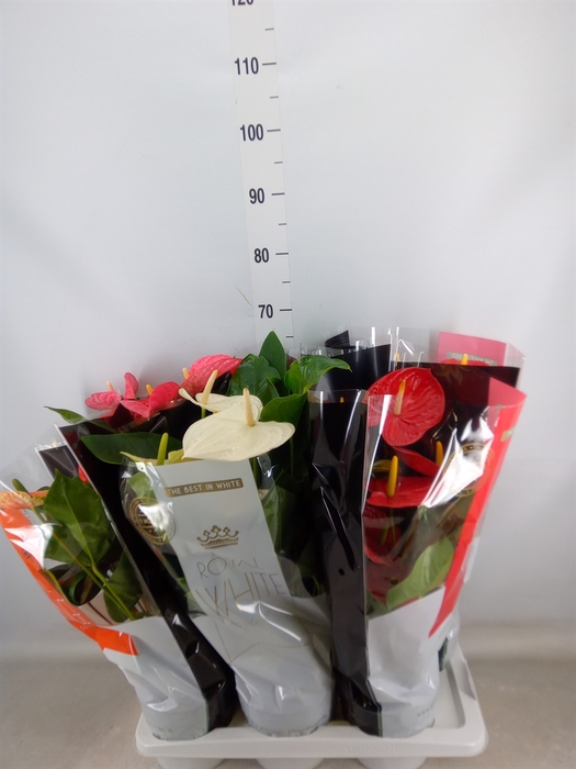<h4>Anthurium   ...mix</h4>