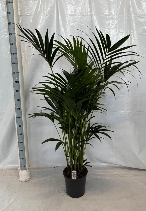 <h4>HOWEA FORSTERIANA</h4>