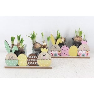 arr4 Narcis FL - Tray 2pot happy easter