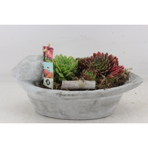 arr4 Semp JS - Ker. vogel small