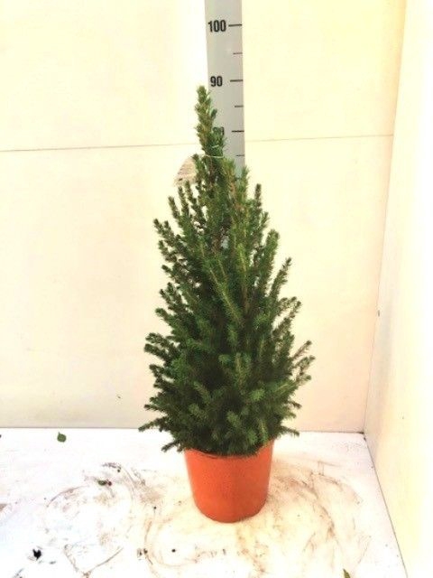 <h4>PICEA GL CONICA</h4>