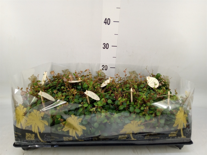 <h4>Peperomia  'Pepperspot'</h4>