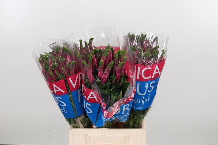 <h4>Veron Smart Iselle</h4>