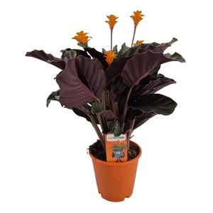 Calathea crocata 'Tassmania' 5-6 bl in oranje pot