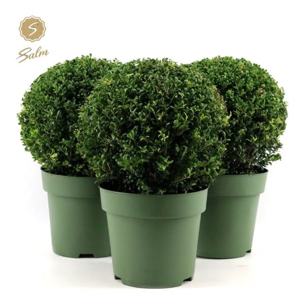 <h4>Ilex crenata Ball Ø32cm P24</h4>