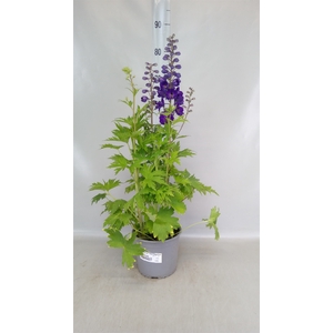 Delphinium el. 'PacG MagicFountian'