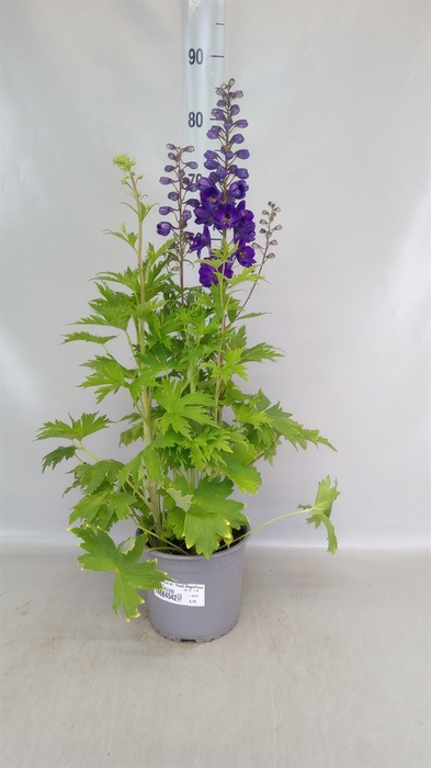 <h4>Delphinium el. 'PacG MagicFountian'</h4>