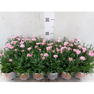 Dianthus  'Diantica Peach Party'