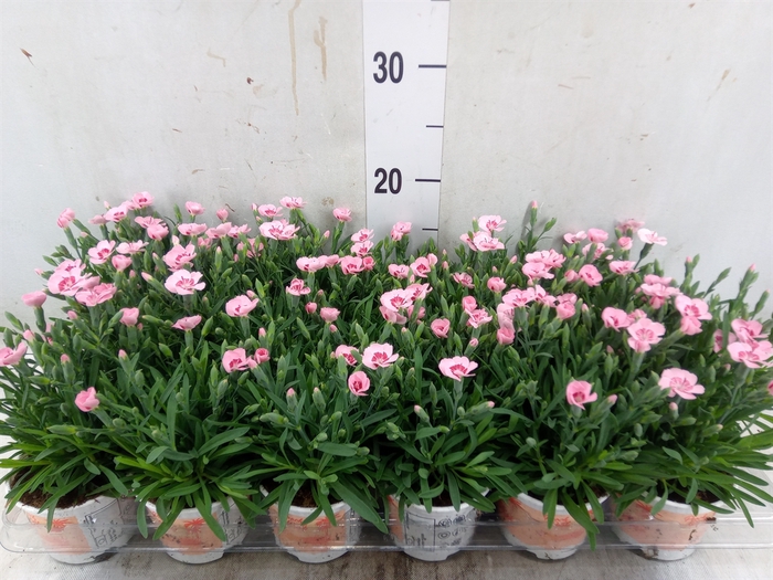 <h4>Dianthus  'Diantica Peach Party'</h4>