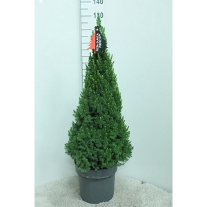 Picea glauca 'Perfecta'