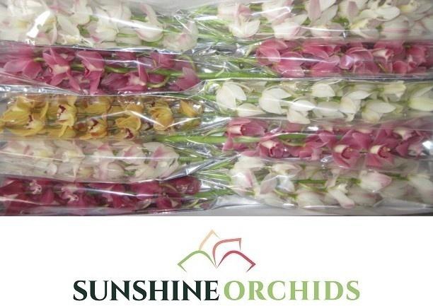 <h4>CYMB MI GEM</h4>