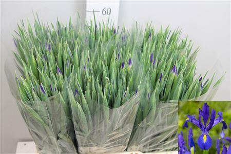 <h4>Iris Blue Magic</h4>