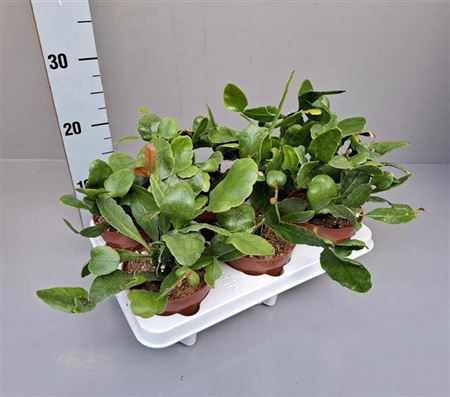 <h4>Rhipsalis Crispata Amstel</h4>