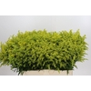 Solidago Tara Gold