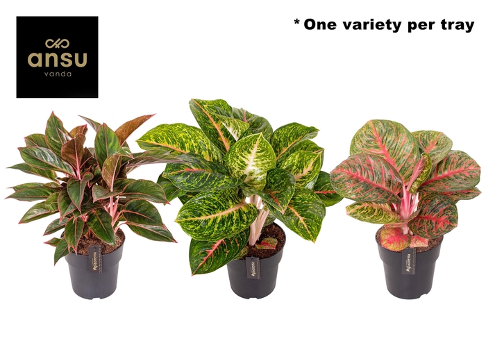<h4>Aglaonema Red Surprise Tray</h4>