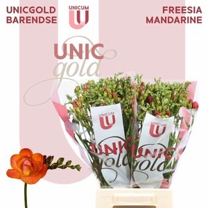 Freesia du Mandarine