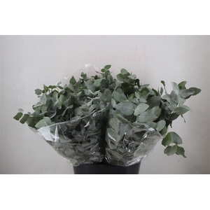 Euca Cinerea Short 150gr P Bunch