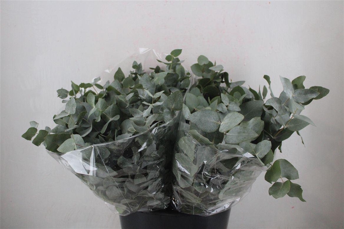 <h4>Euca Cinerea Short 150gr P Bunch</h4>