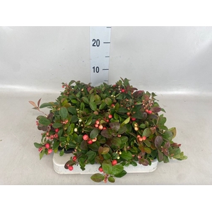 Gaultheria proc.