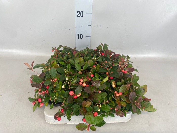 Gaultheria proc.