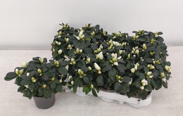 arr8 Rhodo Si Mini White