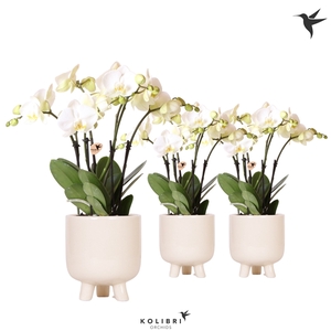 Kolibri Orchids Phalaenopsis Ghent in Gummy travertine