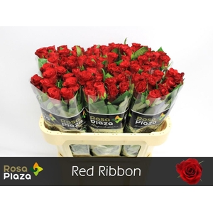 R GR RED RIBBON