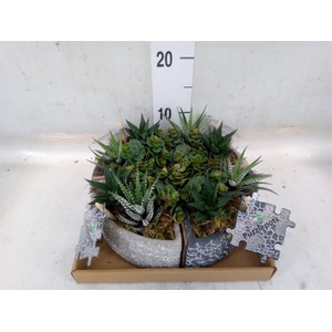 Arr.   Kamerplant Groen L%