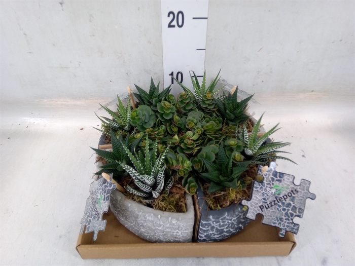 <h4>Arr.   Kamerplant Groen L%</h4>