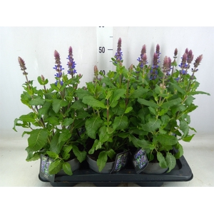 Salvia sylvestris 'Blue Marvel'