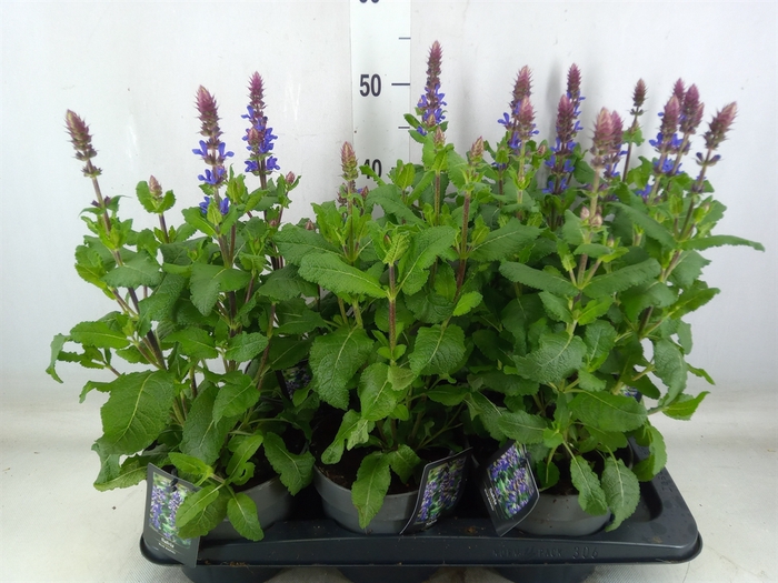 <h4>Salvia sylvestris 'Blue Marvel'</h4>