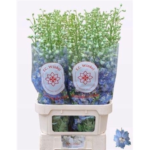 Delph Du Aurora L Blue