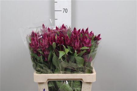 <h4>Cel A Celway Purple</h4>