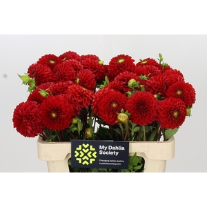Dahlia Salsa