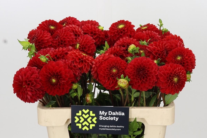 <h4>Dahlia Salsa</h4>
