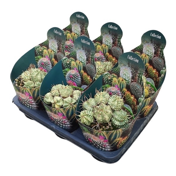 <h4>EUPHORBIA MELOFORMIS VARIEGATA - POT Ø 14</h4>