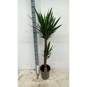 YUCCA