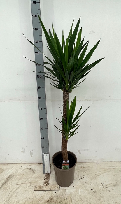 <h4>YUCCA</h4>
